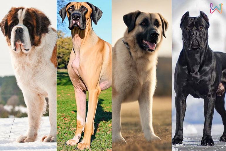Biggest Dogs in the World