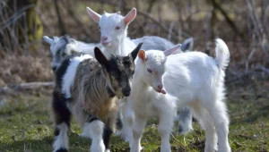 Cool Goat Names You’ll Love (Ultimate List!)