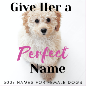 Best Cool Dog Names for Girls – Unique & Trendy Picks!