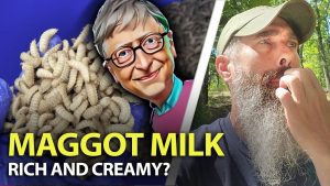 Bill Gates Maggot Milk – What You Need to Know About It