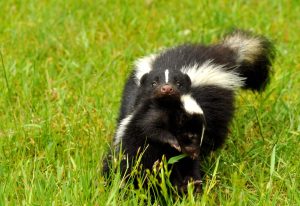 What Does Skunk Poop Look Like? Simple Ways to Recognize It