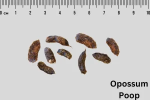 What Does Possum Poop Look Like? Identification Guide