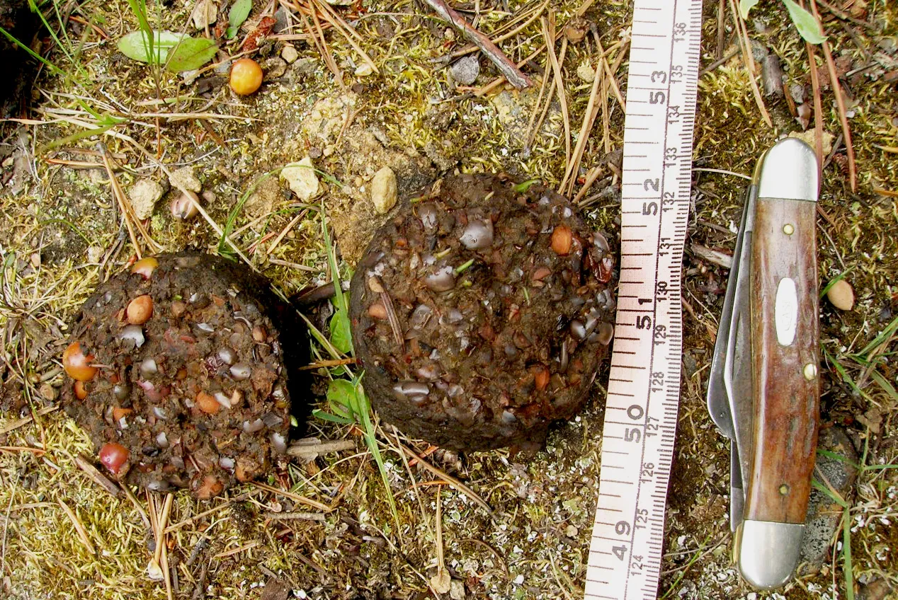 What Does Bear Scat Look Like? Identify Animal Droppings