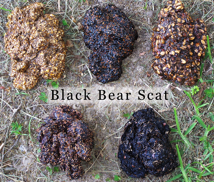 What Does Bear Scat Look Like? Identify Animal Droppings