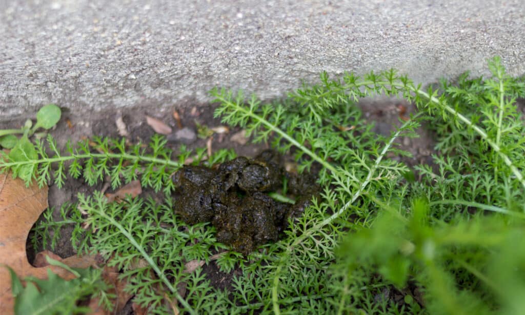What Does Skunk Poop Look Like? Simple Ways to Recognize It