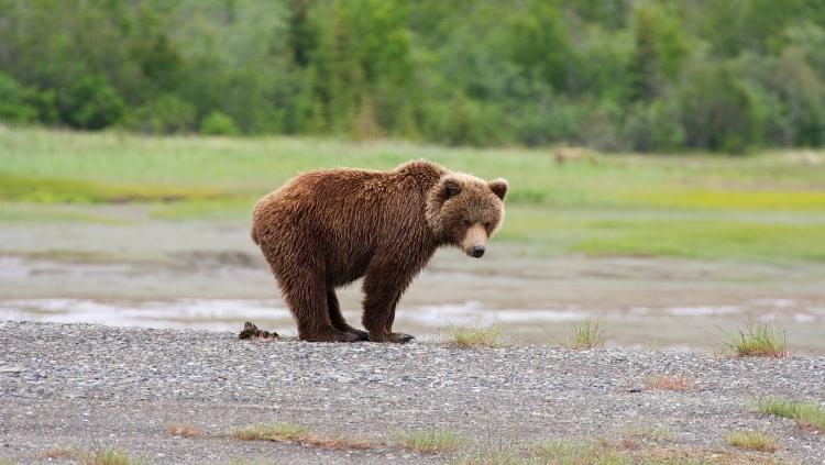 What Does Bear Scat Look Like? Identify Animal Droppings