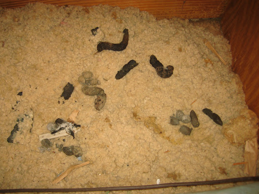 What Does Possum Poop Look Like? Identification Guide