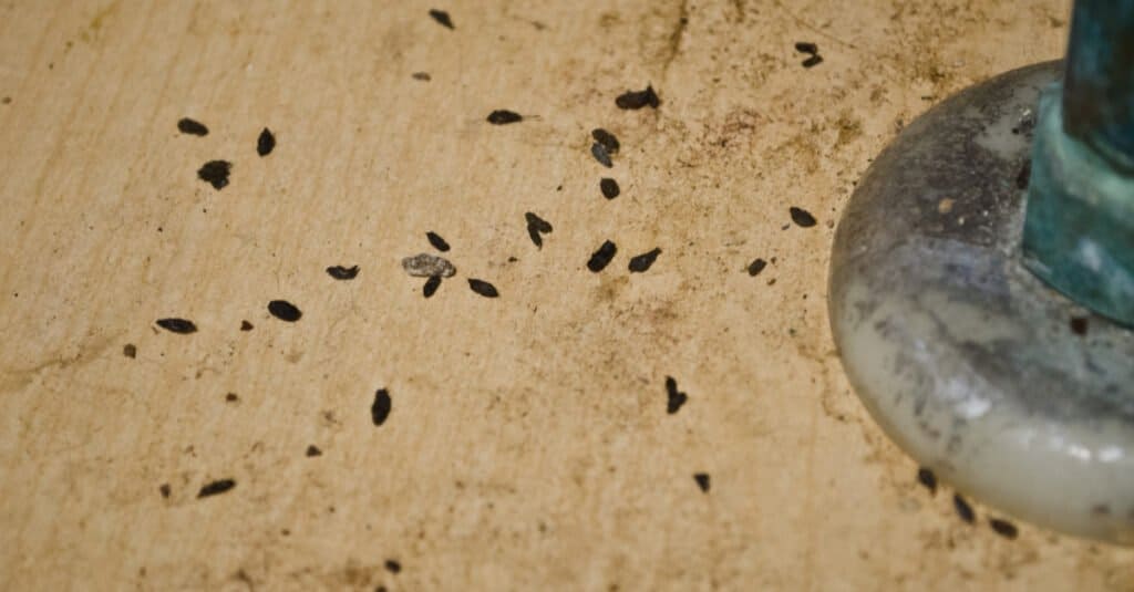 What Does Chipmunk Poop Look Like