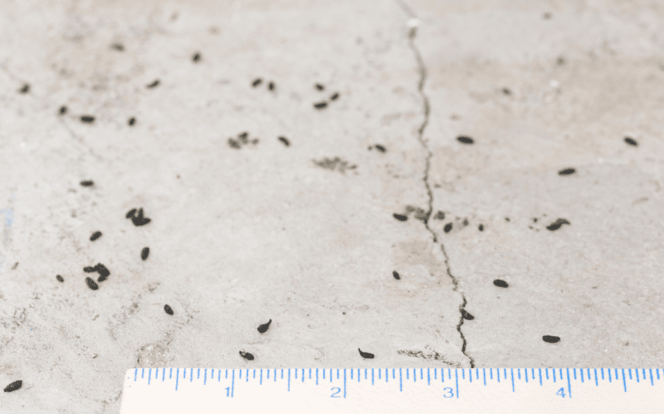 What Does Chipmunk Poop Look Like