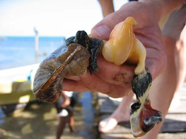 What Does Conch Taste Like