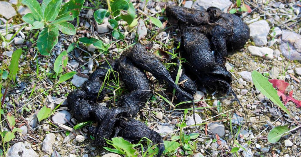 What Does Coyote Scat Look Like