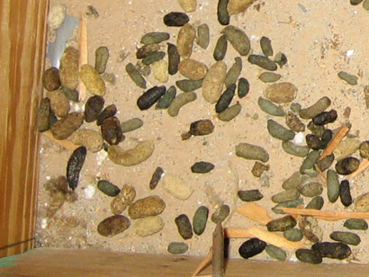 What Does Squirrel Scat Look Like