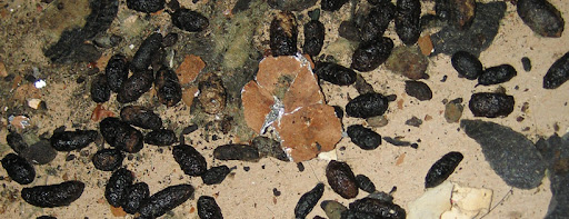 What Does Squirrel Scat Look Like