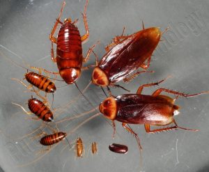 What Does a Baby Cockroach Look Like? How to Identify Them?