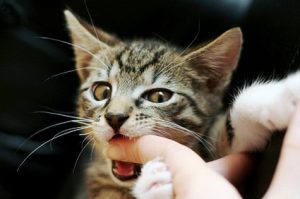 Why Does My Cat Bite Me When I Pet Her? Stop It Fast 2026
