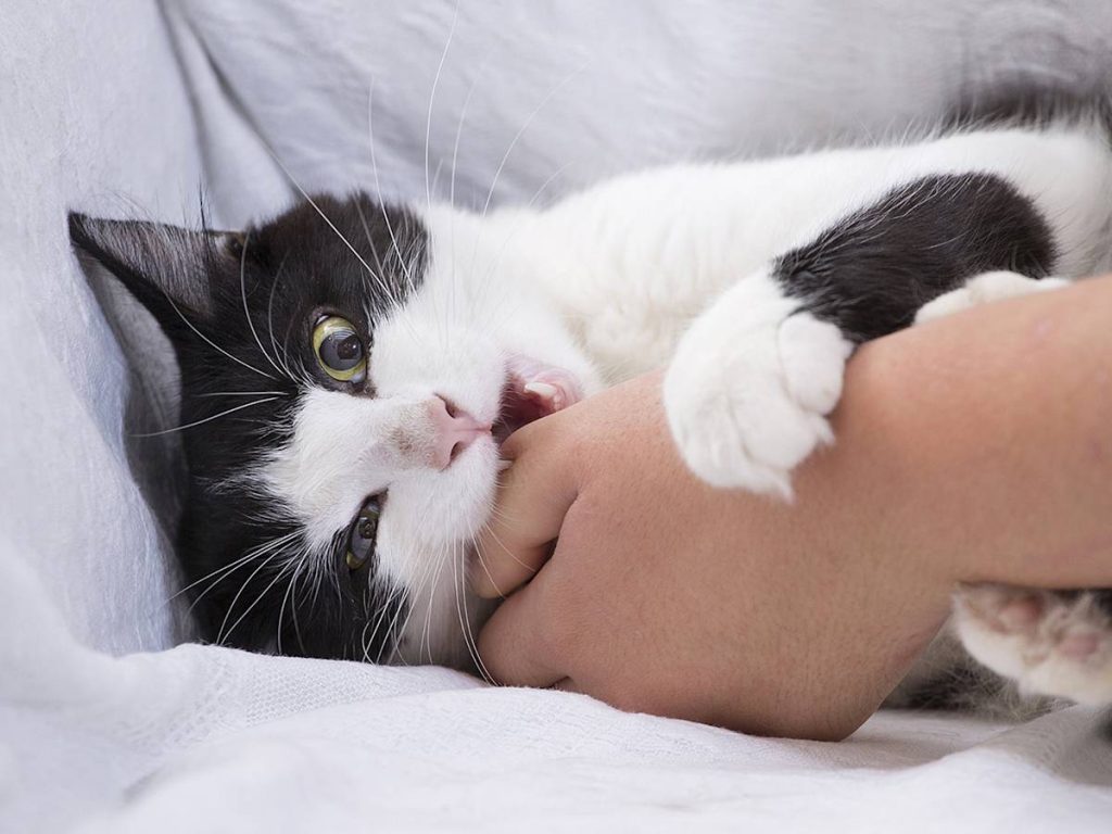 Why Does My Cat Bite Me? Causes & Solutions 2026