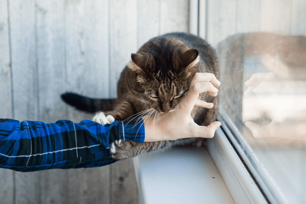 Why Do Cats Bite? Causes & How to Stop It 2026