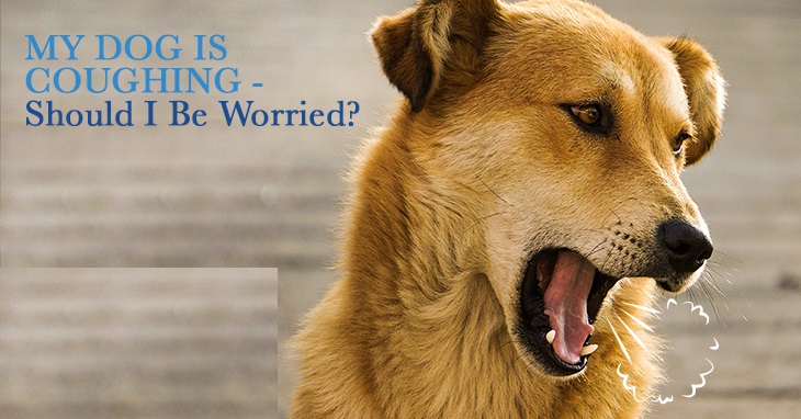 Why Is My Dog Coughing — Kennel Cough or Something Else? 2026