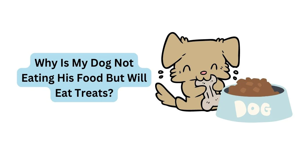 Why Is My Dog Not Eating His Food but Will Eat Treats 2026