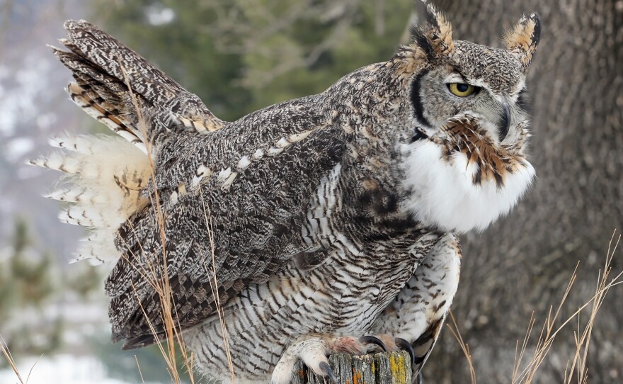 Why Do Owls Hoot? Signs, Sounds & Meanings 2026