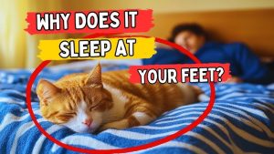 Why Does My Cat Sleep at My Feet? Is It Normal? 2026