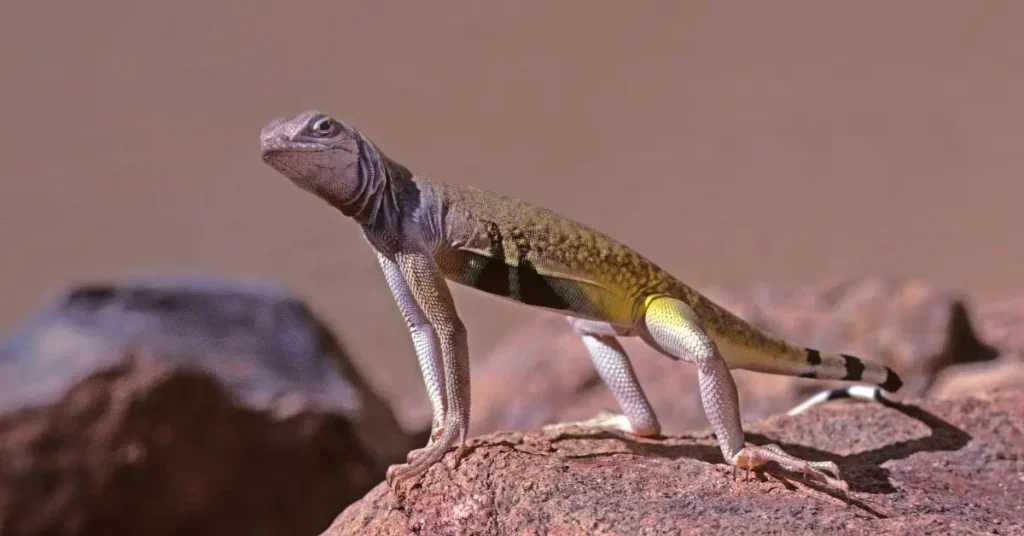 Why Do Lizards Do Push Ups? Mating or Warning? 2026