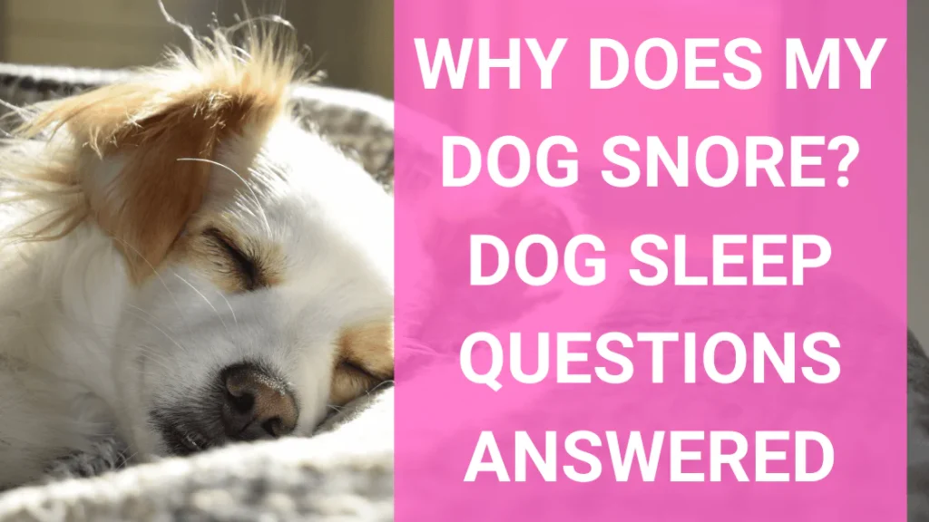 Why Does My Dog Snore? When It's a Problem 2026
