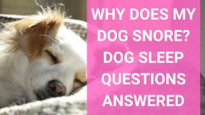 Why Does My Dog Snore? When It's a Problem 2026