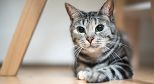 Why Do Cats Pupils Get Big Before Attacking? 2026