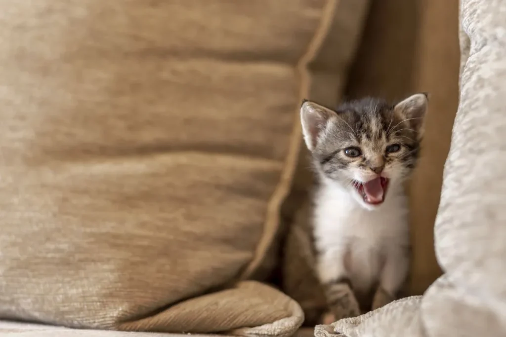 Why Do Cats Meow at Night? What Your Cat Wants 2026