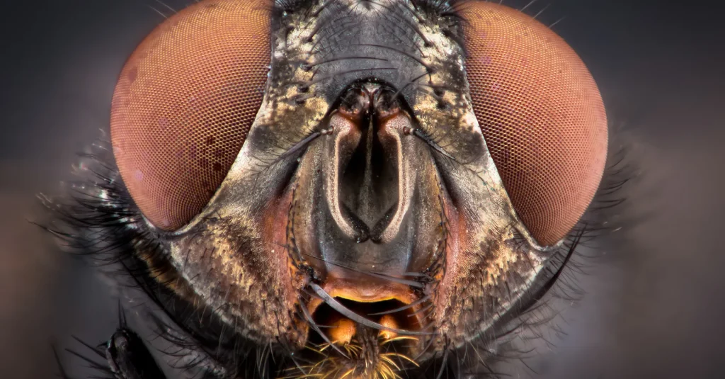 Why Are Flies So Annoying? Quick Guide 2026
