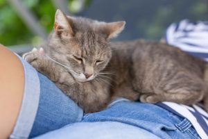 Why Do Cats Lay on You? Reasons Explained 2026