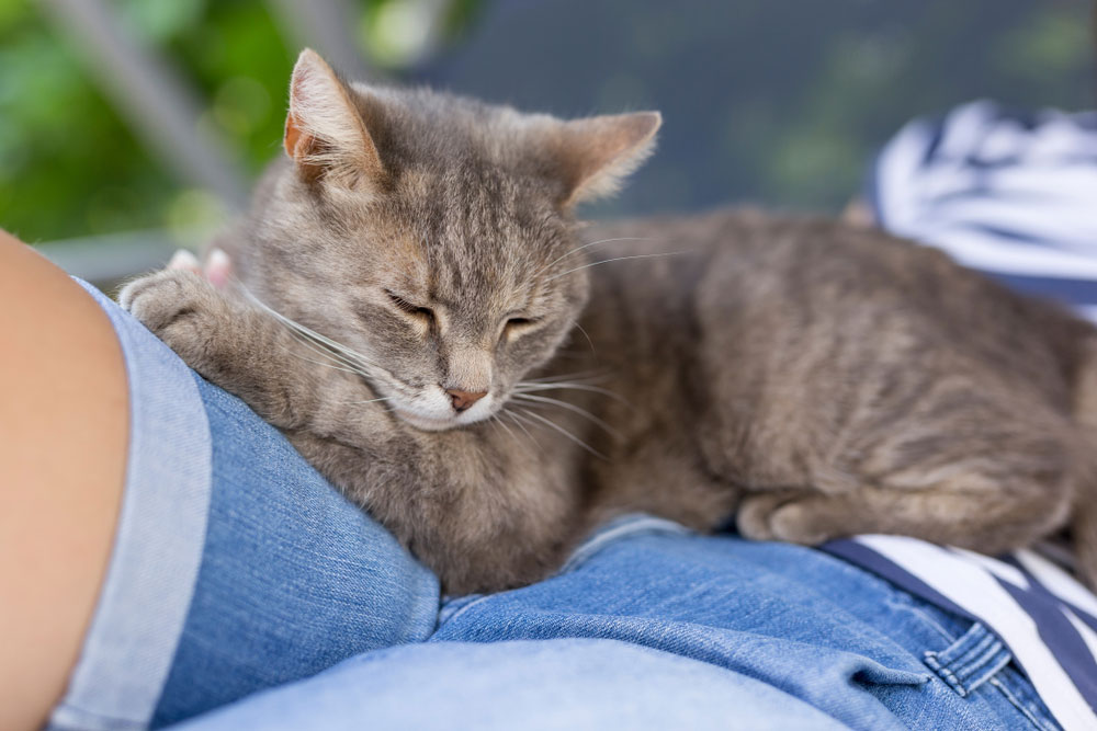 Why Do Cats Lay on You? Reasons Explained 2026