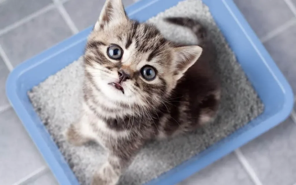 Why Do Cats Bury Their Poop? Behavior Guide 2026