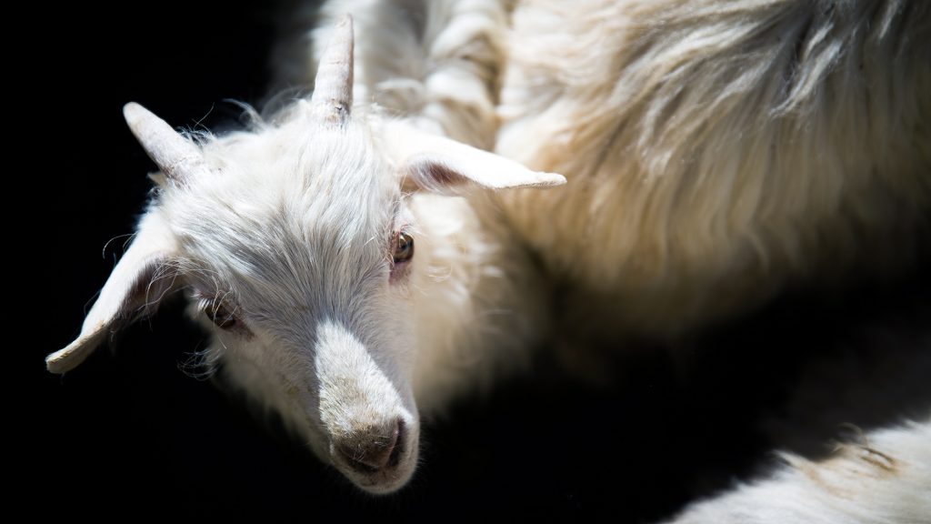 Why Is Cashmere So Expensive? Quality Explained 2026