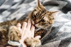 Why Is My Cat Biting Me? Expert Answers Explained 2026