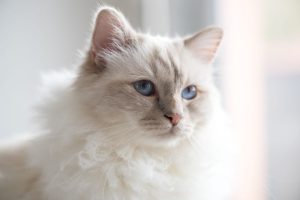 Why Is My Cat Breathing Fast? Vet-Approved Answers 2026