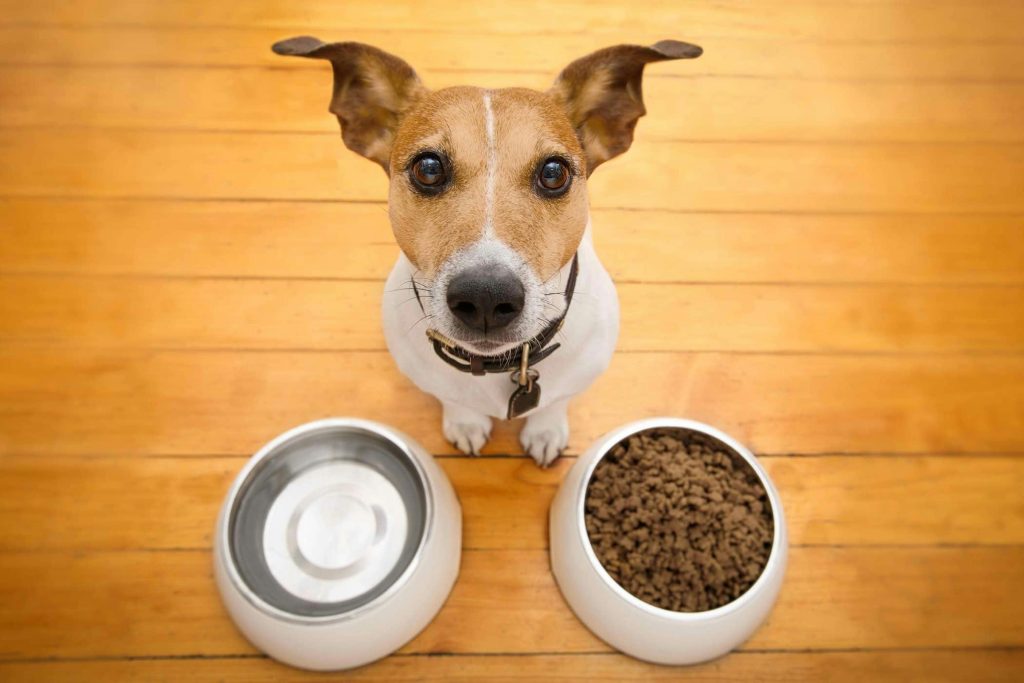 Why Is My Dog Always Hungry? 7 Possible Reasons 2026