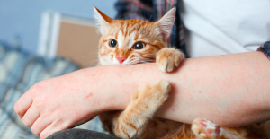 Why Do Cats Bite When You Pet Them? Causes & Fixes 2026