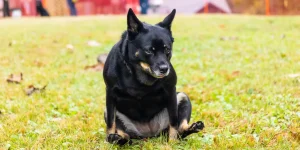 Why Do Dogs Scoot Their Butts? Vet-Approved Answers 2026