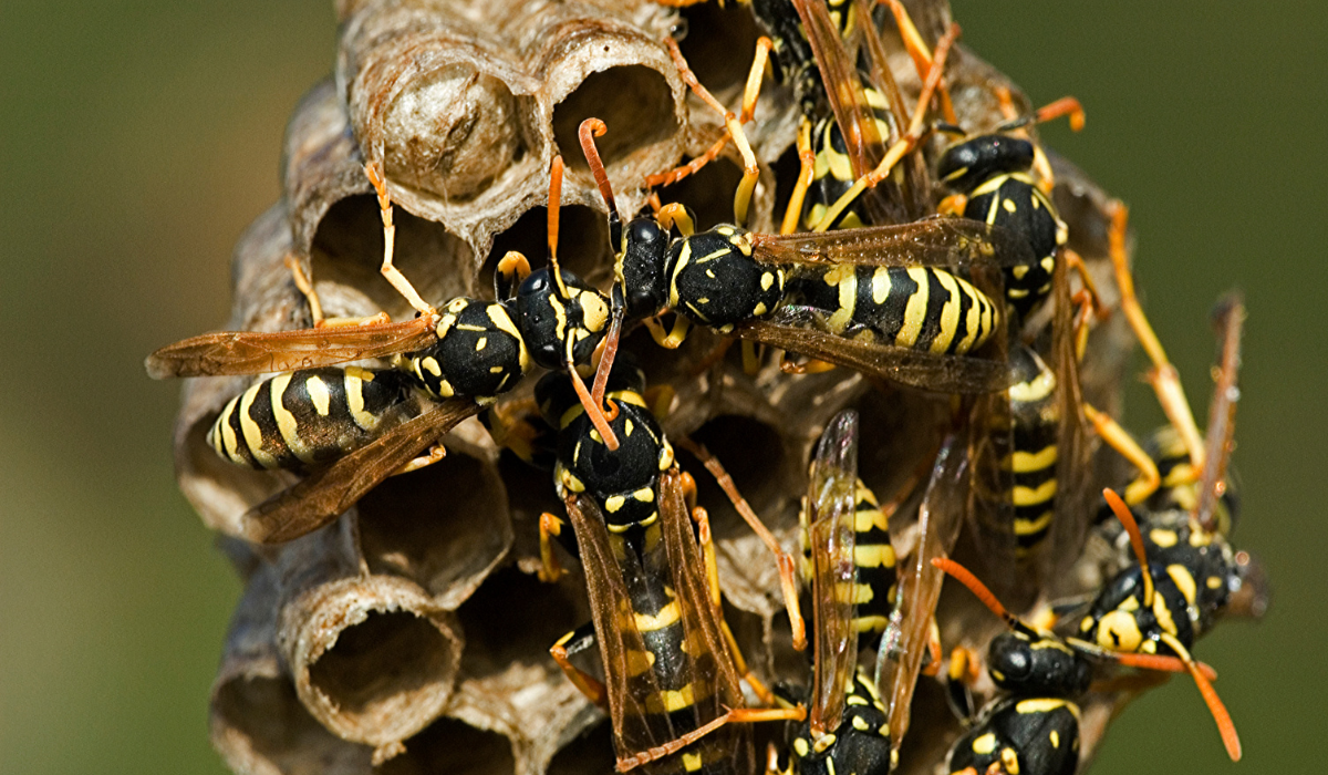 Why Are Wasps So Aggressive? Top Causes 2026