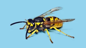 Why Do Wasps Sting? Reasons & How to Avoid Them 2026