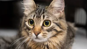Why Are My Cats Eyes Always Dilated? Health Signs 2026