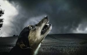 Why Do Dogs Howl at Night and What It Means 2026