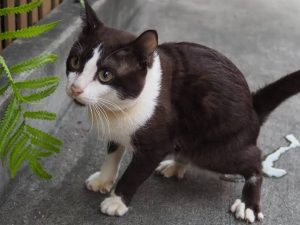 Why Is My Cat Peeing on the Floor? Causes & Fixes 2026