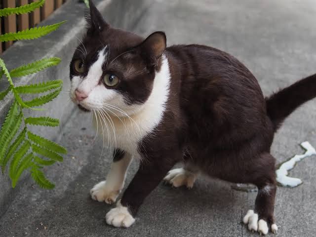 Why Is My Cat Peeing on the Floor? Causes & Fixes 2026