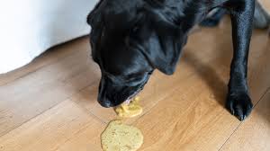 Why Do Dogs Eat Their Vomit? Should You Worry? 2026