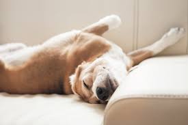 Why Do Dogs Snore? Signs You Shouldn't Ignore 2026