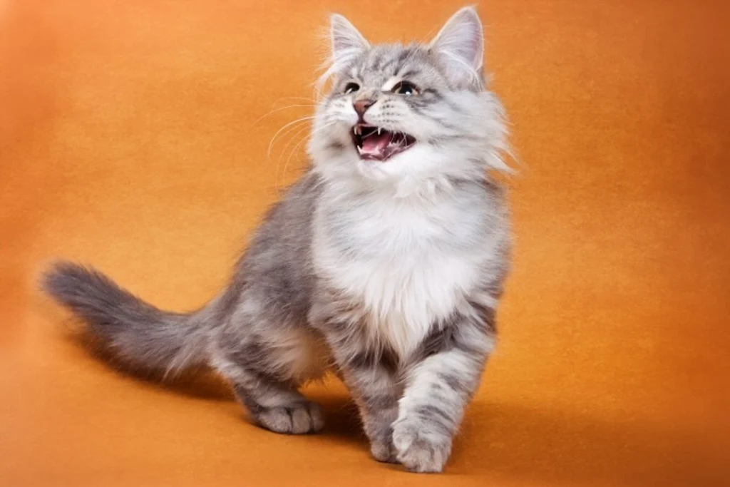 Why Is My Cat So Vocal? Signs to Watch For 2026