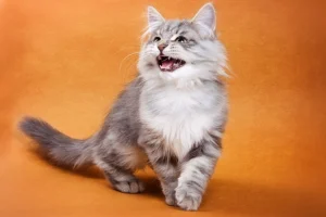 Why Is My Cat So Vocal? Signs to Watch For 2026
